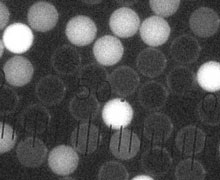 Flow Cytometry Calibration Microspheres