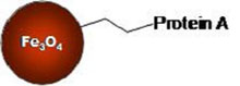 Protein A Magnetic Nanoparticles Structure