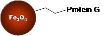 Protein G Magnetic Nanoparticles Structure