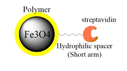Streptavidin-Magnetic-Beads-Structure Streptavidin-Magnetic-Beads-Structure
